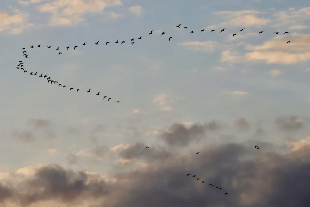 How do Whimbrels find food?, Social Feeding Patterns