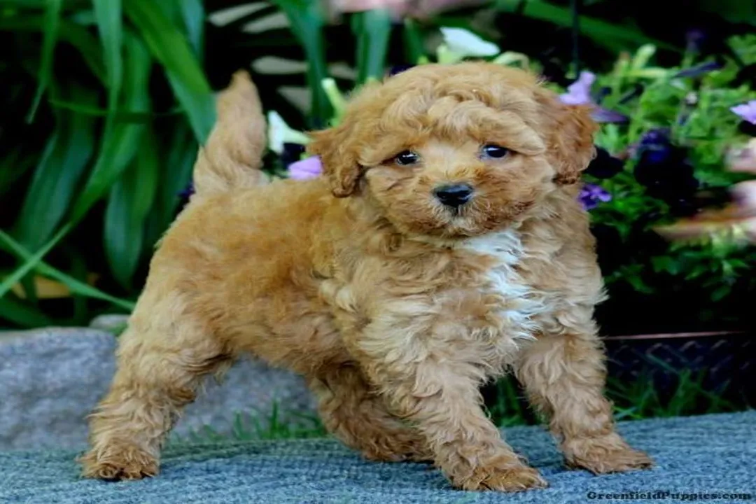 How do you find a reputable Havapoo breeder?