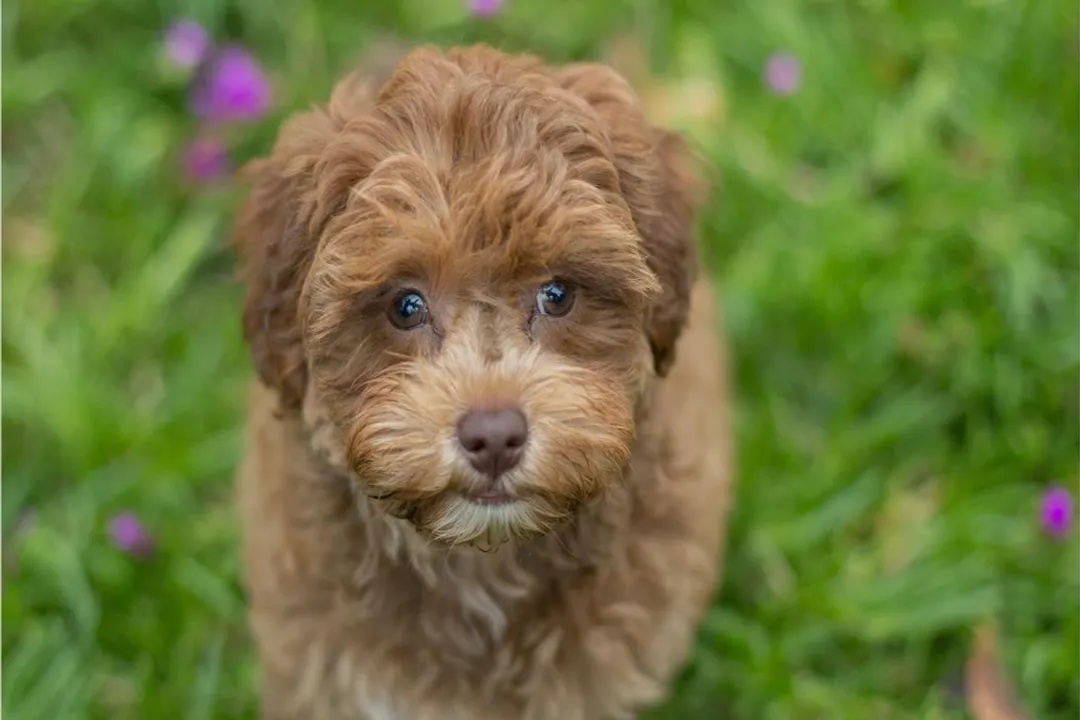 How do you find a reputable Havapoo breeder?, Vetting Health Practices