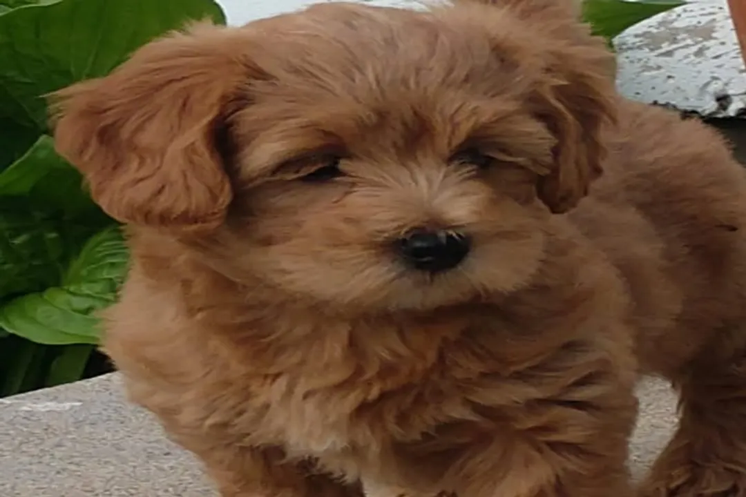 How do you find a reputable Havapoo breeder?, Initial Steps