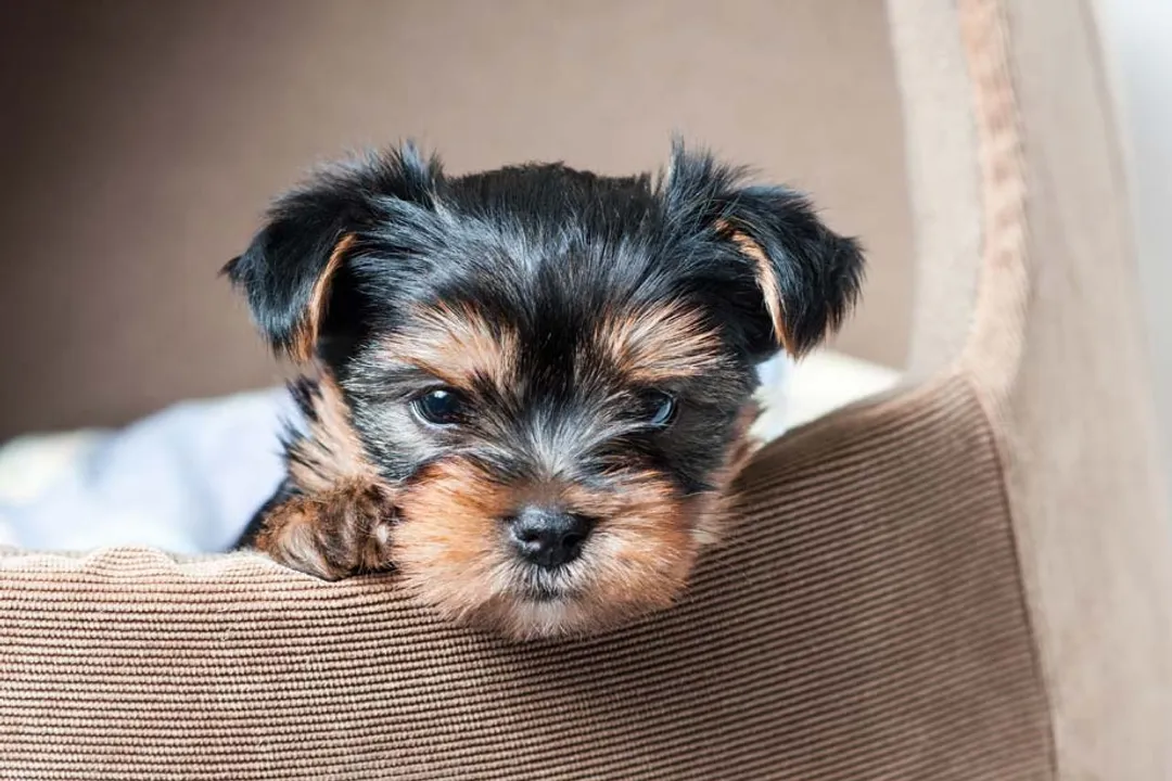 How do you find a reputable Yorkiepoo breeder?, Breed Clubs