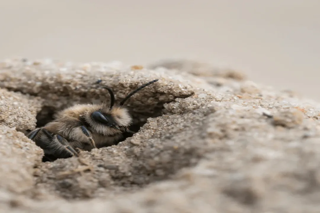 How do you get rid of ashy mining bees?, Ground Nesting