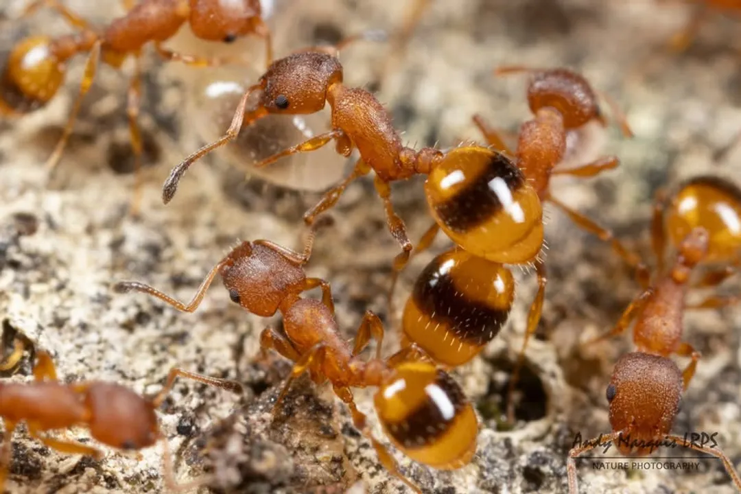 How do you get rid of ashy mining bees?, Bee Identification