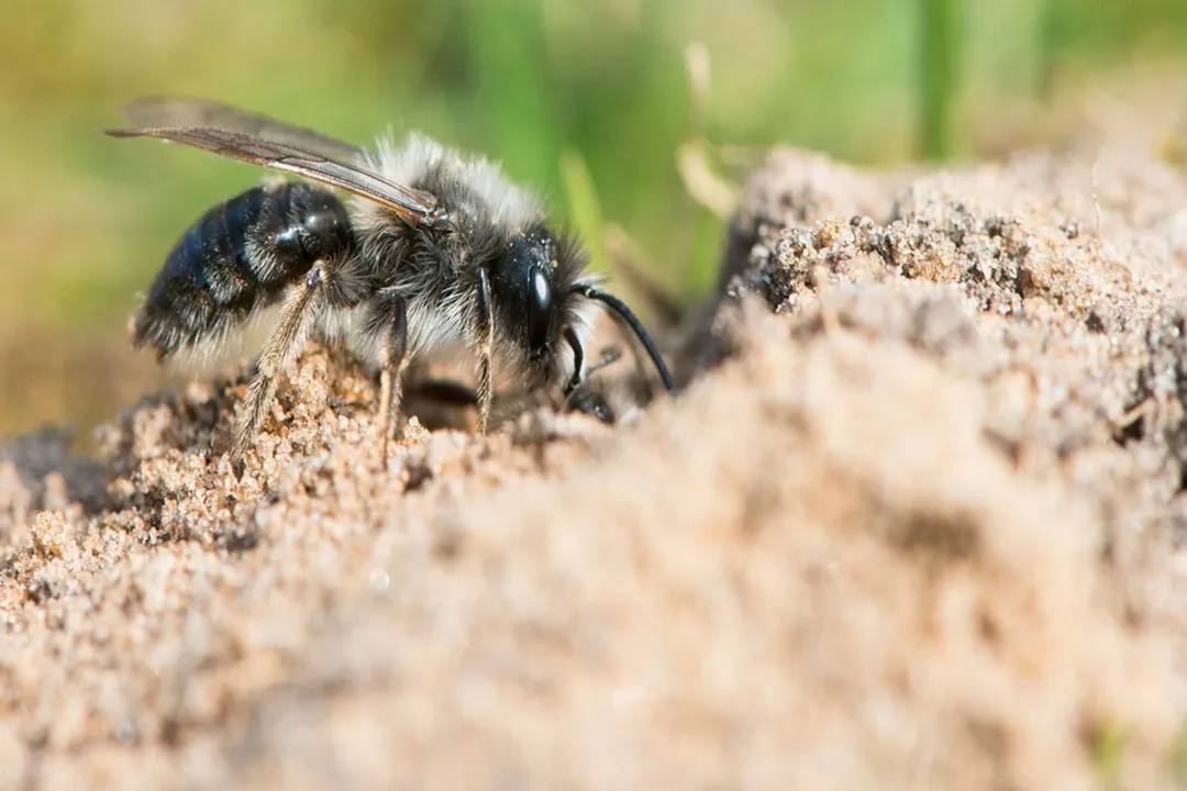 How do you get rid of ashy mining bees?