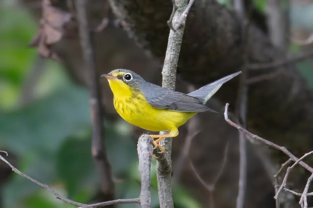 How do you identify a Canada warbler?, Small Slender