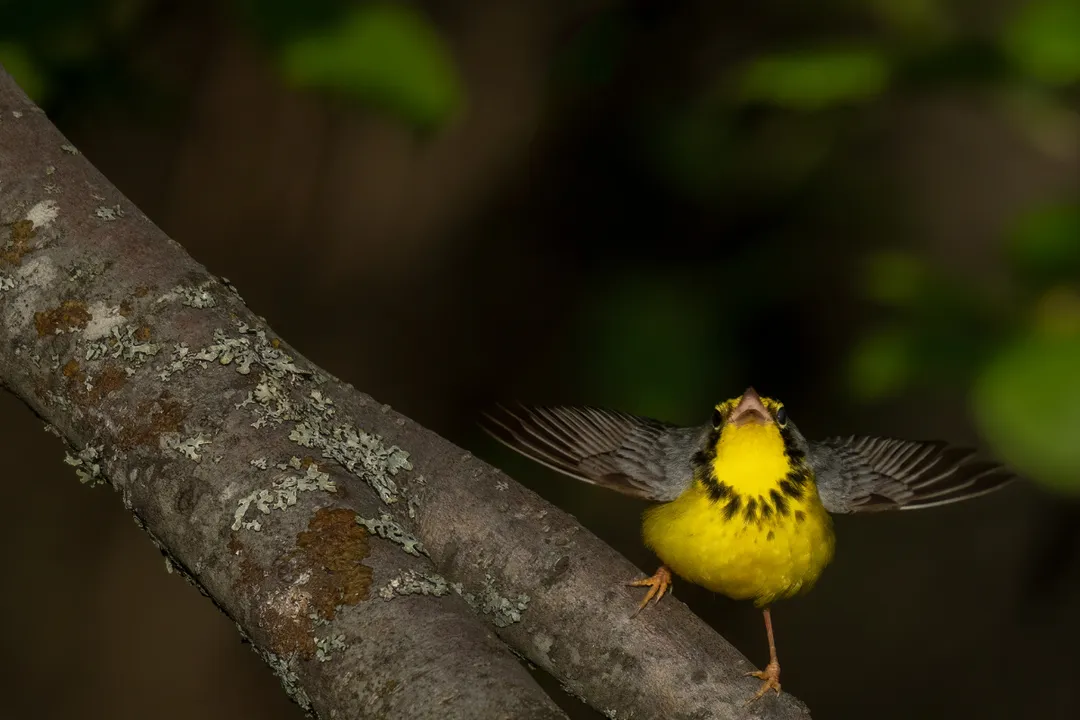 How do you identify a Canada warbler?, Female Variation