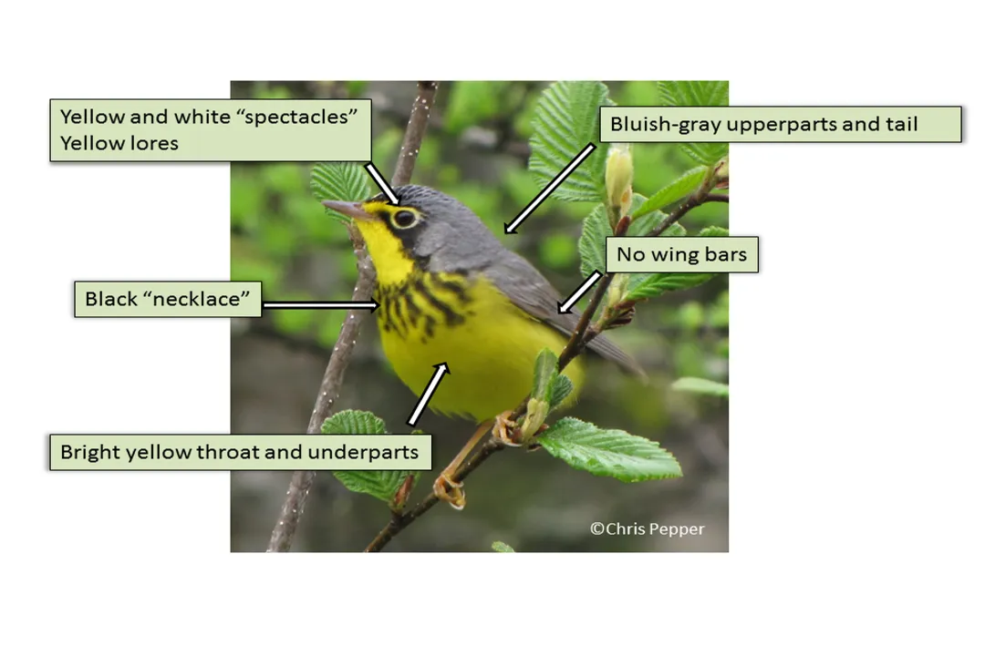 How do you identify a Canada warbler?, Male Distinctions