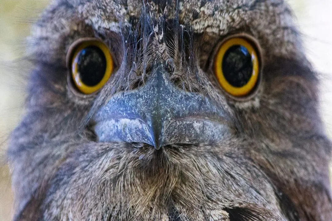 How do you identify a frogmouth?, Bird Appearance