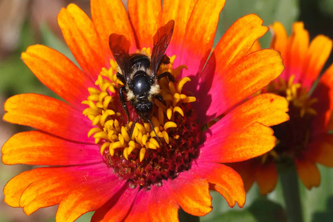 How do you identify a lemon cuckoo bumblebee?, Color Patterns