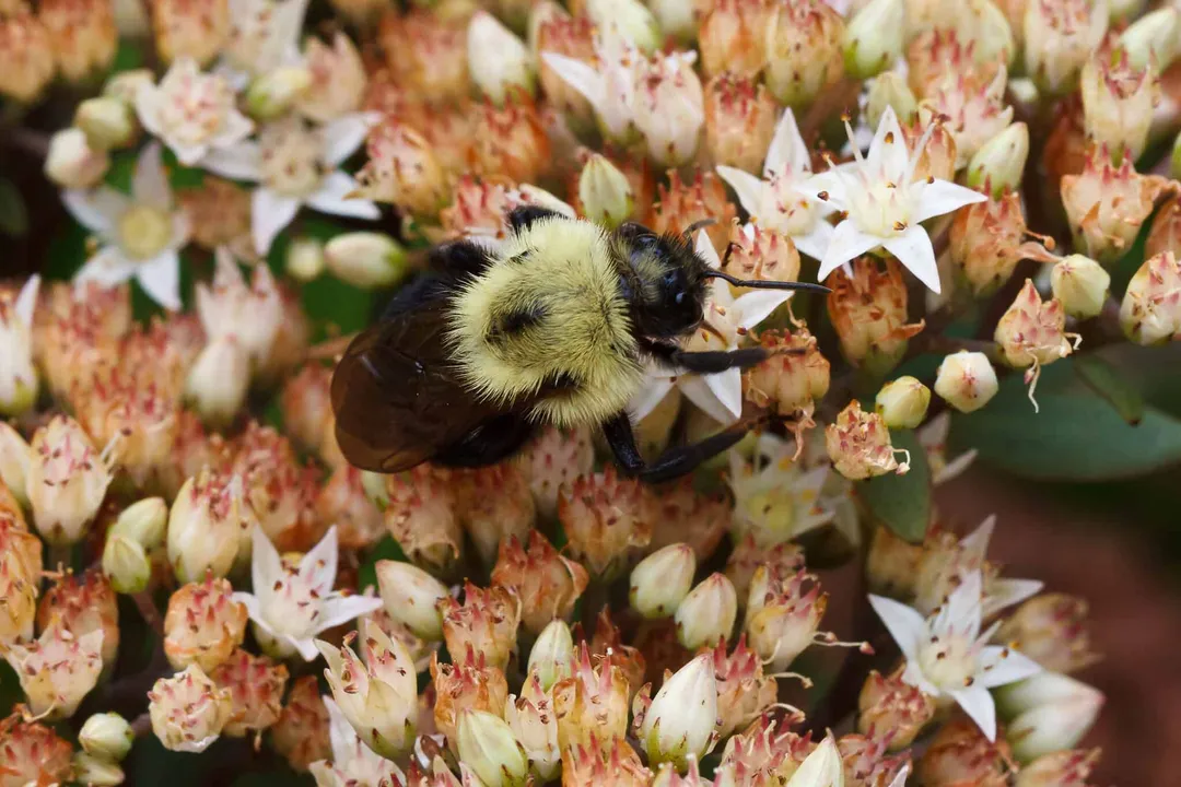 How do you identify a lemon cuckoo bumblebee?