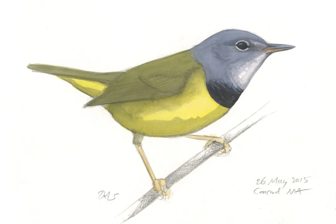 How do you identify a mourning warbler?