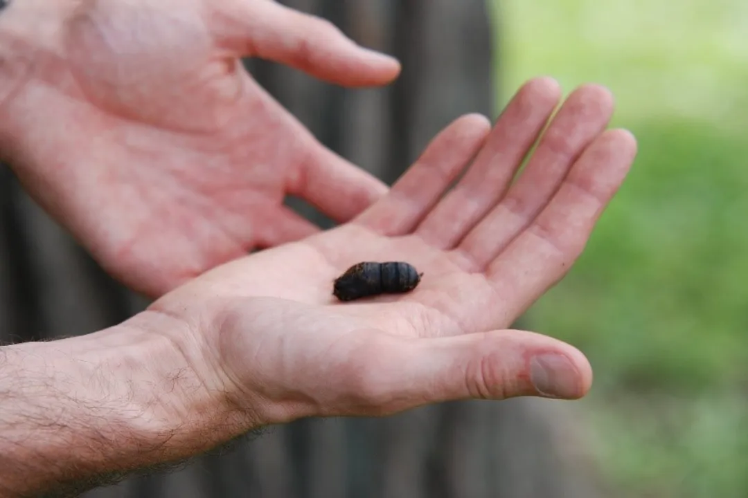 How do you identify a spongy moth?, Egg Masses