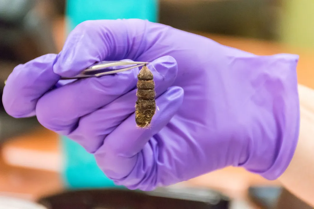 How do you identify a spongy moth?, Larval Appearance