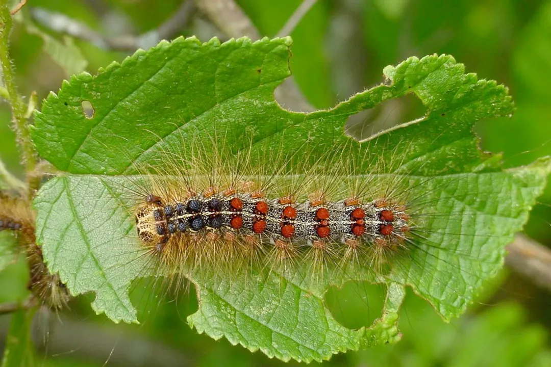 How do you identify a spongy moth?, Adult Moths