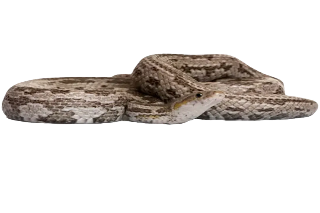 How do you take care of a Baird's rat snake?