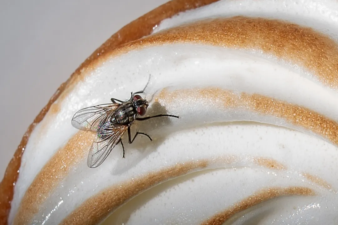 How does basil keep flies away?, Aromatic Defense