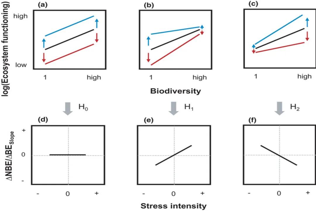 How does biodiversity enhance ecosystem resilience?, Functional Backup
