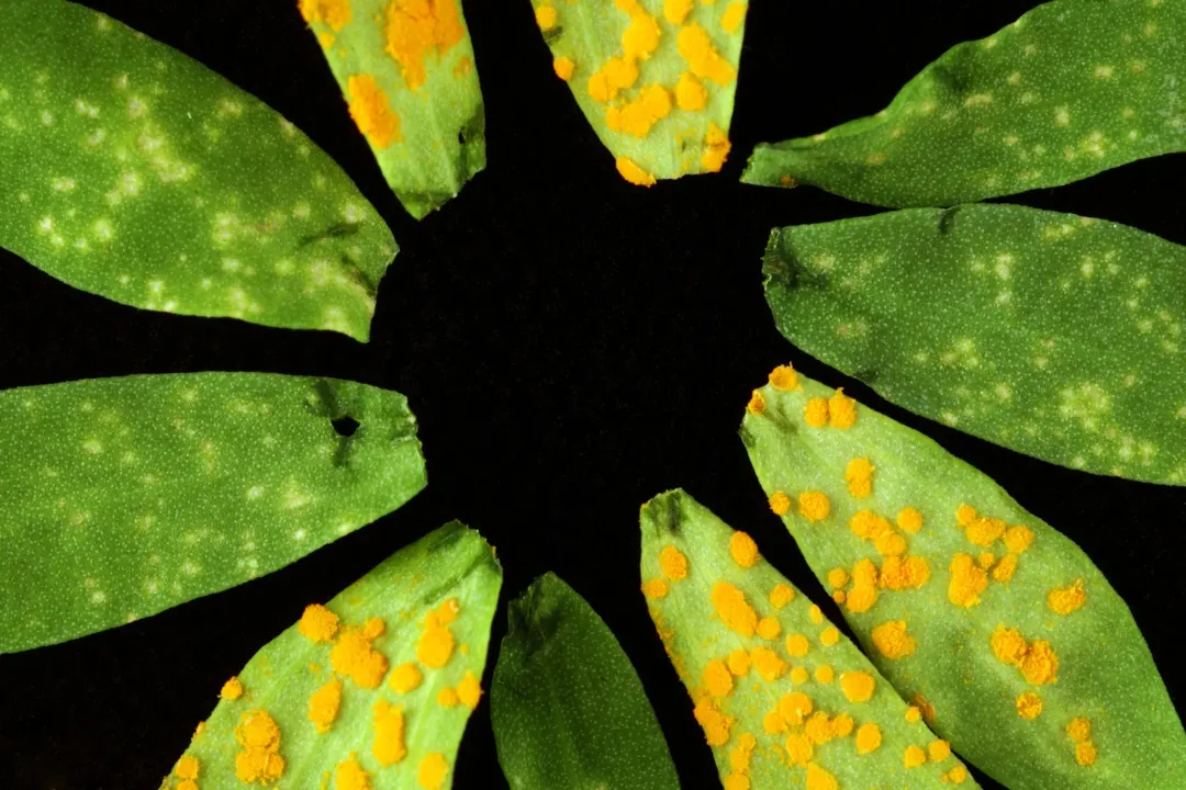 How does coevolution shape ecosystems?, Defining Reciprocity