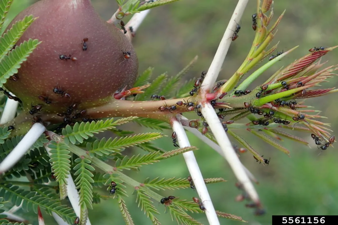 How does coevolution shape ecosystems?, Ecosystem Structuring Forces