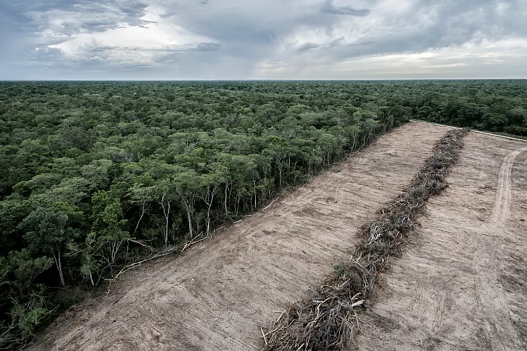 How does deforestation alter ecosystems?