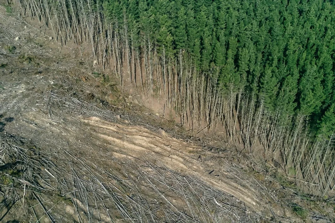 How does deforestation alter ecosystems?, Carbon Dynamics