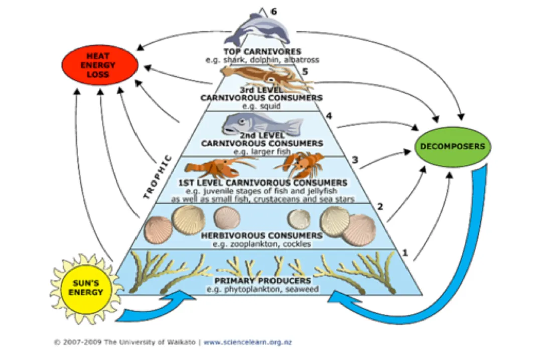 How does energy flow through food webs?