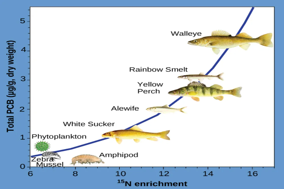 How does energy flow through food webs?, Feeding Hierarchy