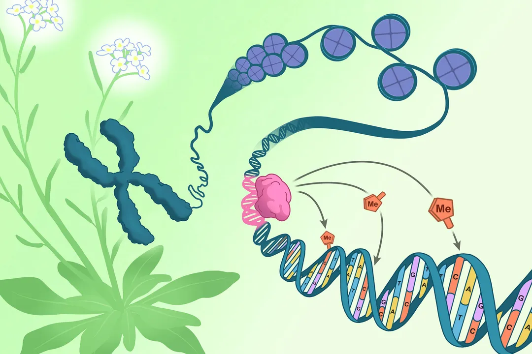 How does epigenetics influence gene expression?, DNA Methylation Details