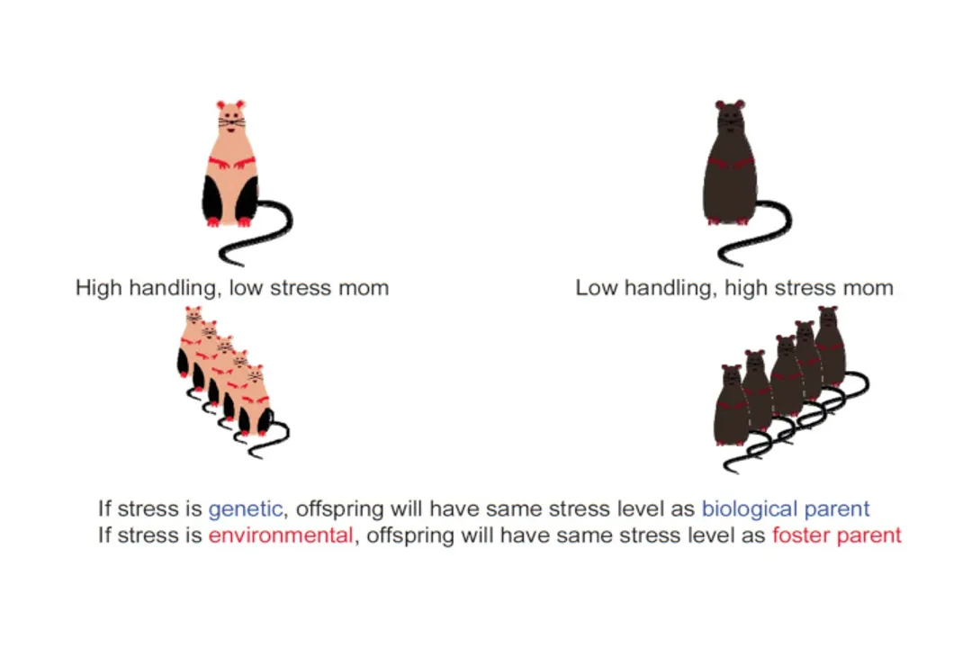 How does epigenetics influence gene expression?, Genetic Control Switches