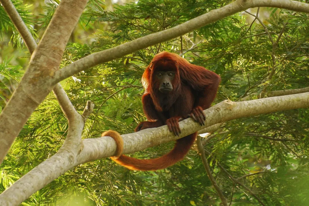 How does habitat fragmentation affect species?, Genetic Erosion