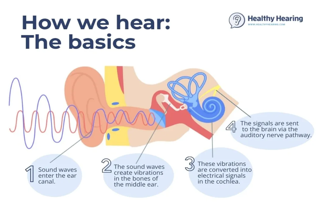 How does hearing translate sound waves into impulses?, Ossicles Action