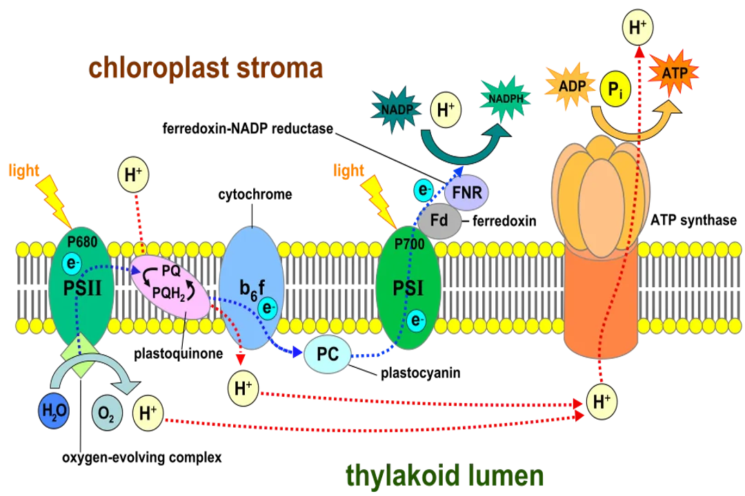 How does photosynthesis convert light into chemical energy?, Cellular Site