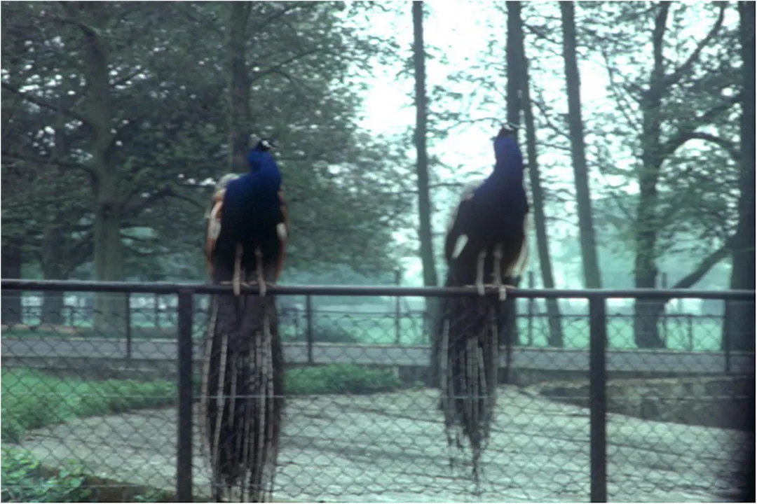 What illustrates the potential opposition between survival and mating success?