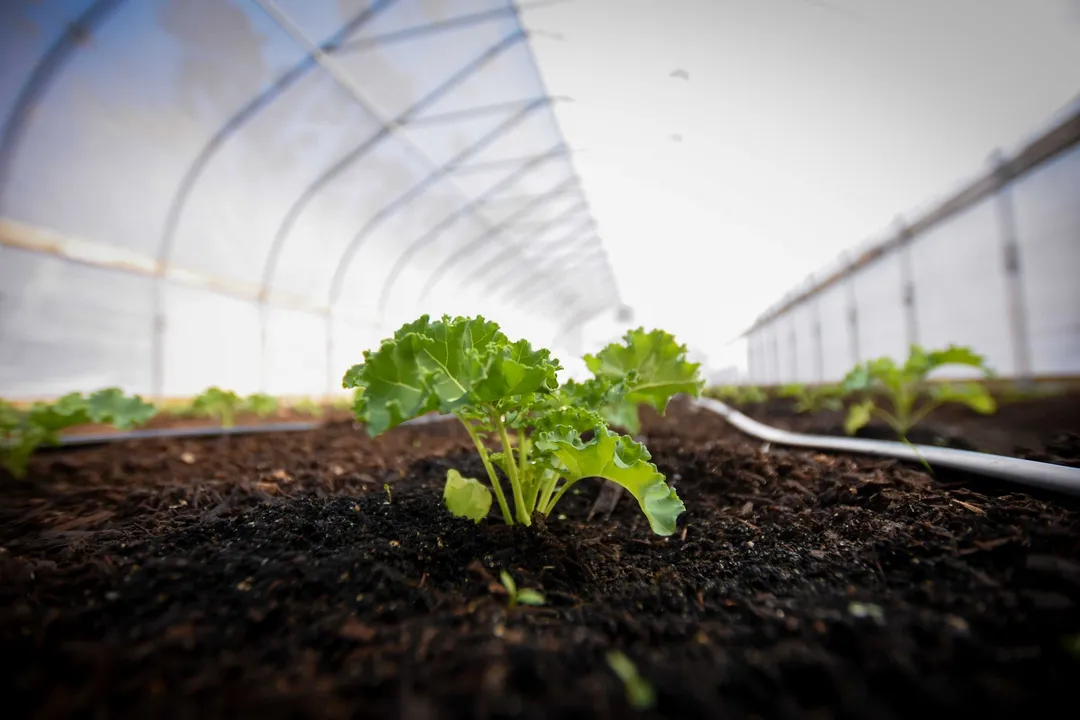 How does the greenhouse effect warm Earth?