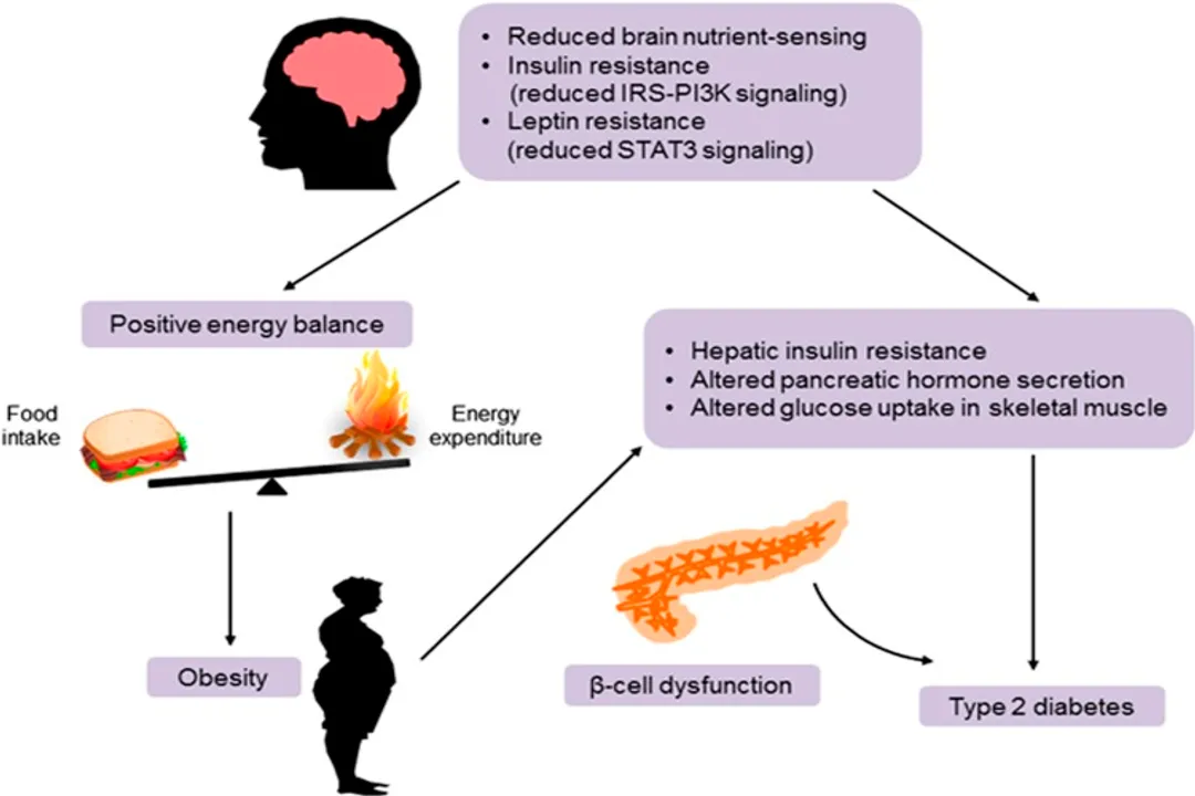 How does the nervous system maintain homeostasis?, Nervous Structure