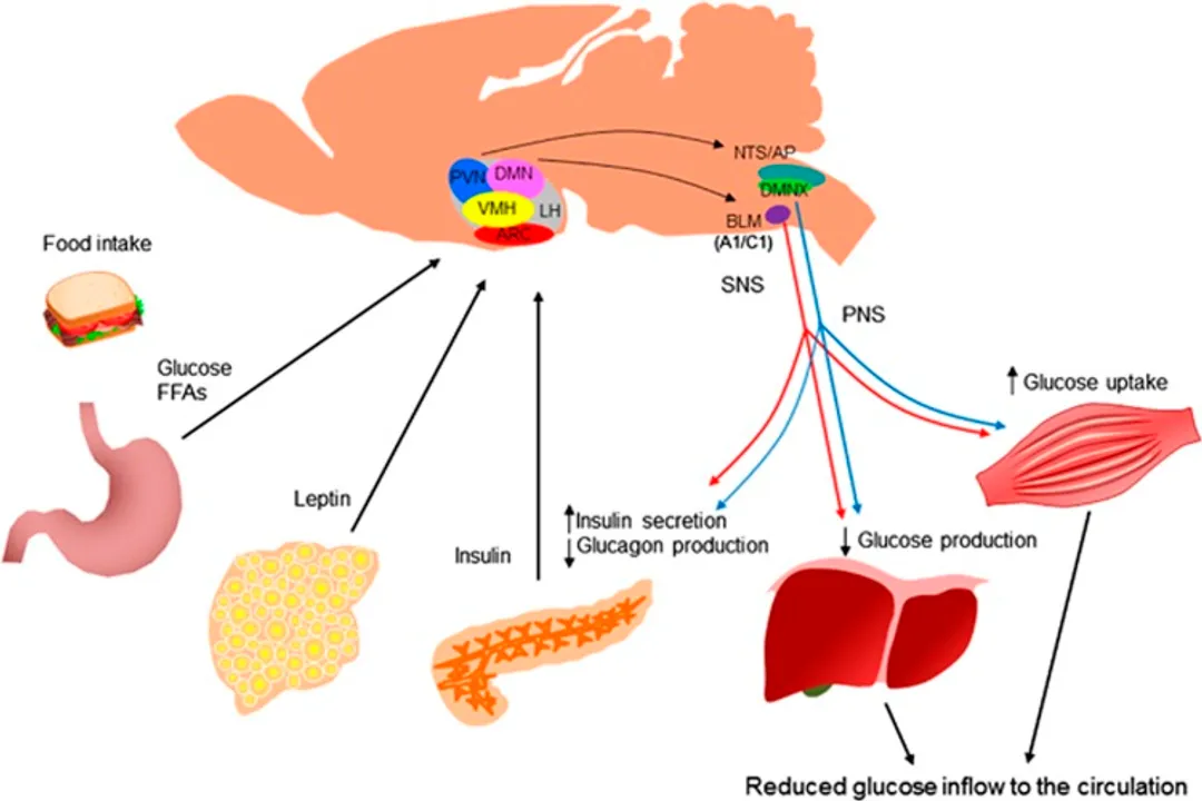 How does the nervous system maintain homeostasis?