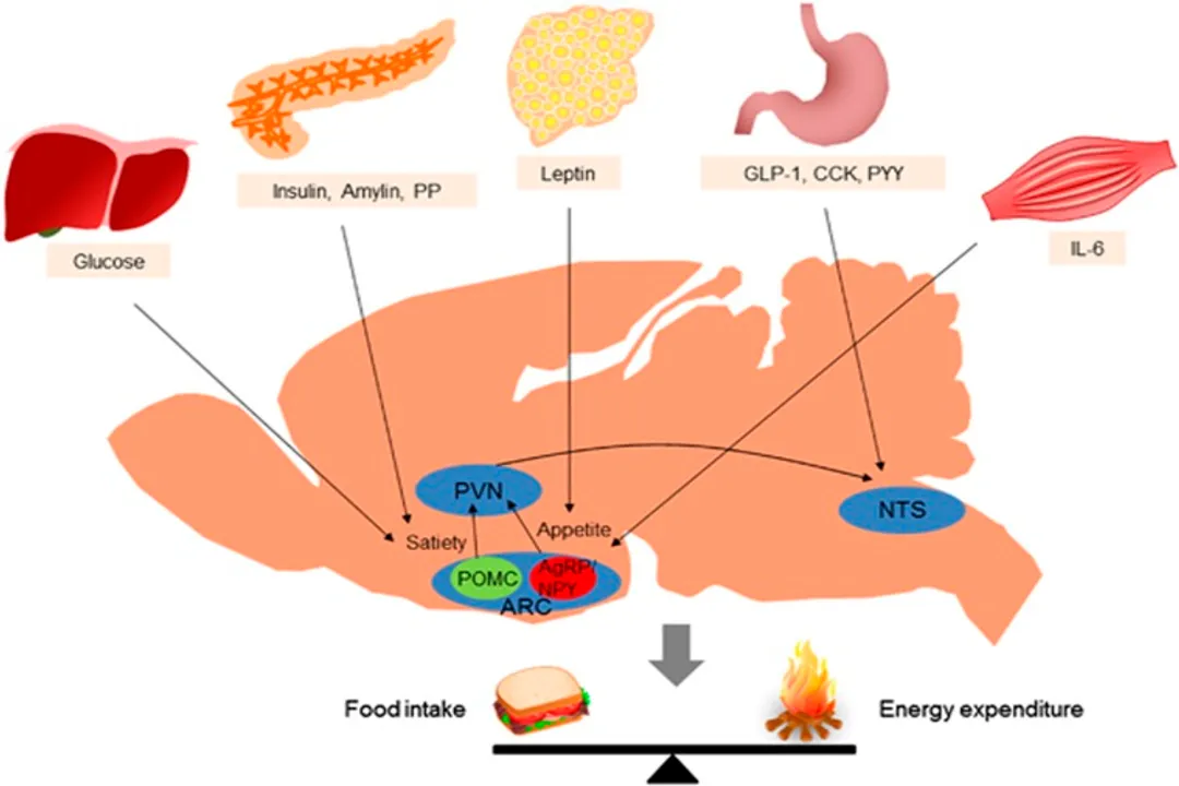 How does the nervous system maintain homeostasis?, Sensory Input