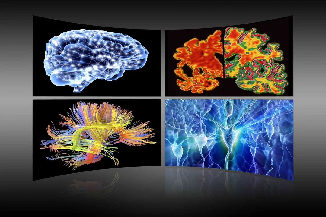 How does the nervous system maintain homeostasis?, Autonomic Control