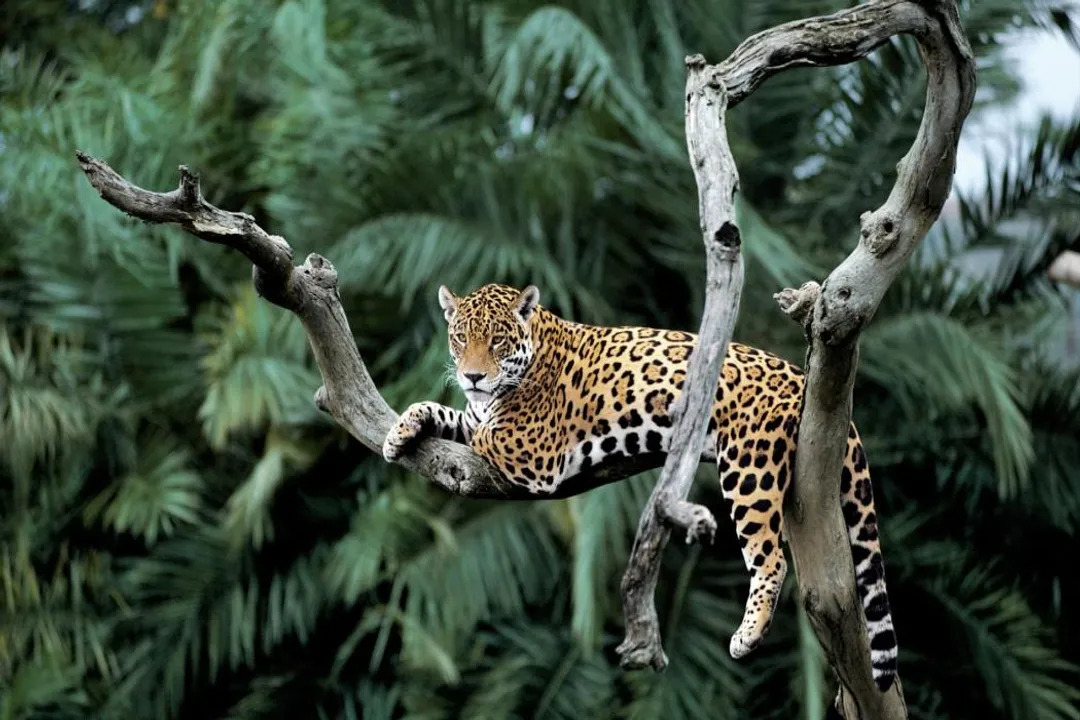 How far can a jaguar jump?, Movement Context
