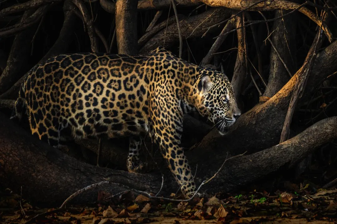 How far can a jaguar jump?, Hunting Pounce