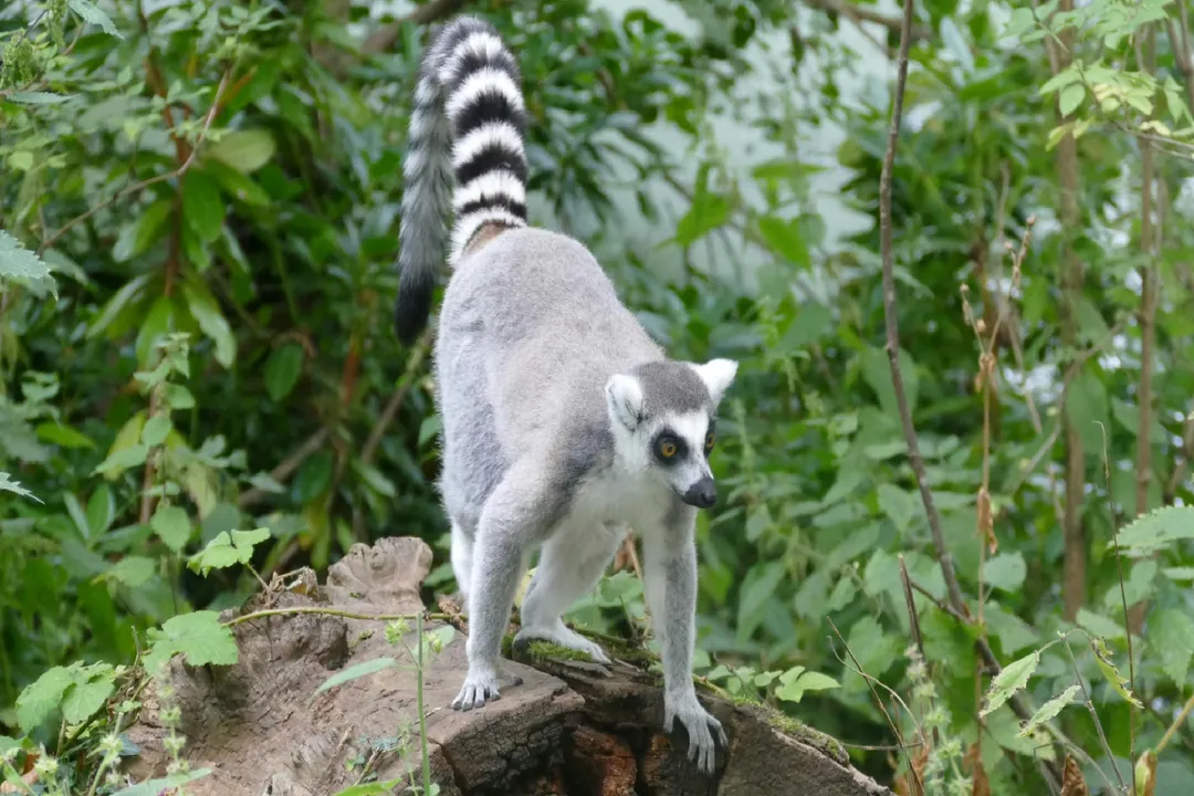 How far can a mouse lemur jump?, Relative Power