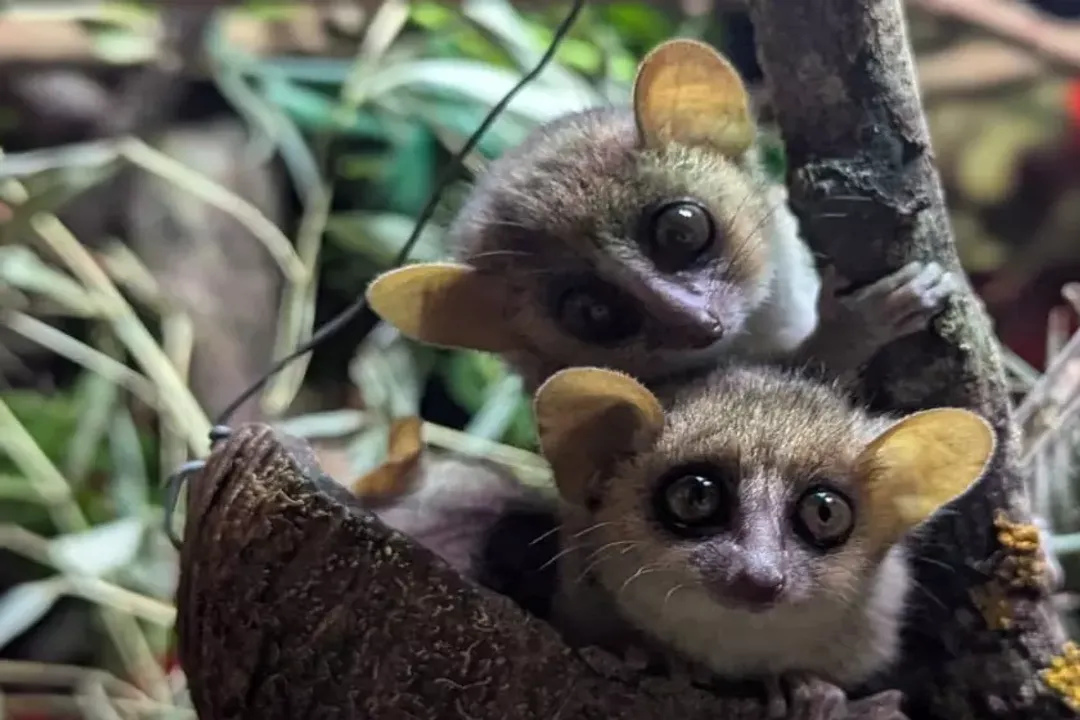 How far can a mouse lemur jump?, Distance Achieved