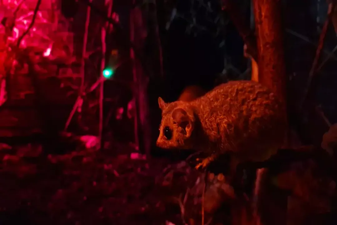 How far can a mouse lemur jump?, Body Design