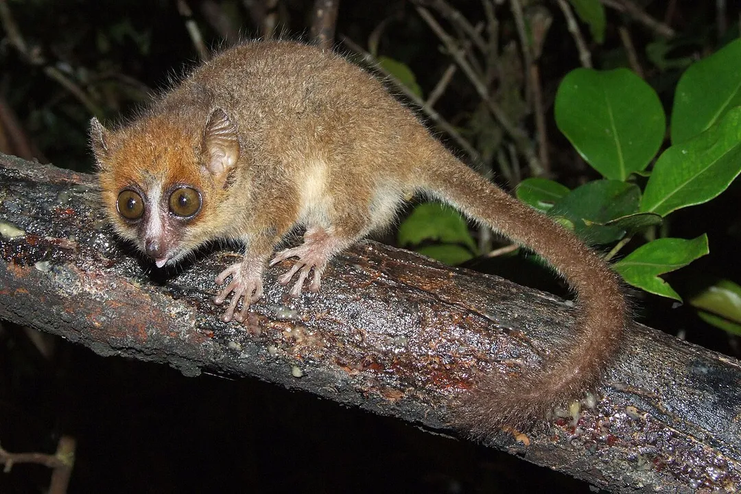 How far can a mouse lemur jump?, Arboreal Needs