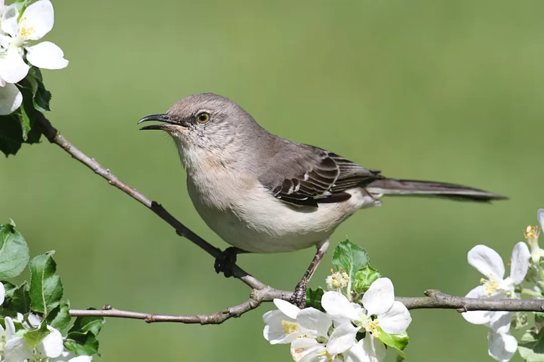 How far north do mockingbirds live?, Range Dynamics