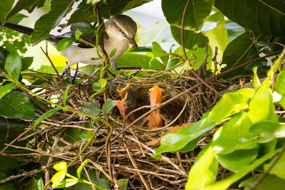 How far north do mockingbirds live?