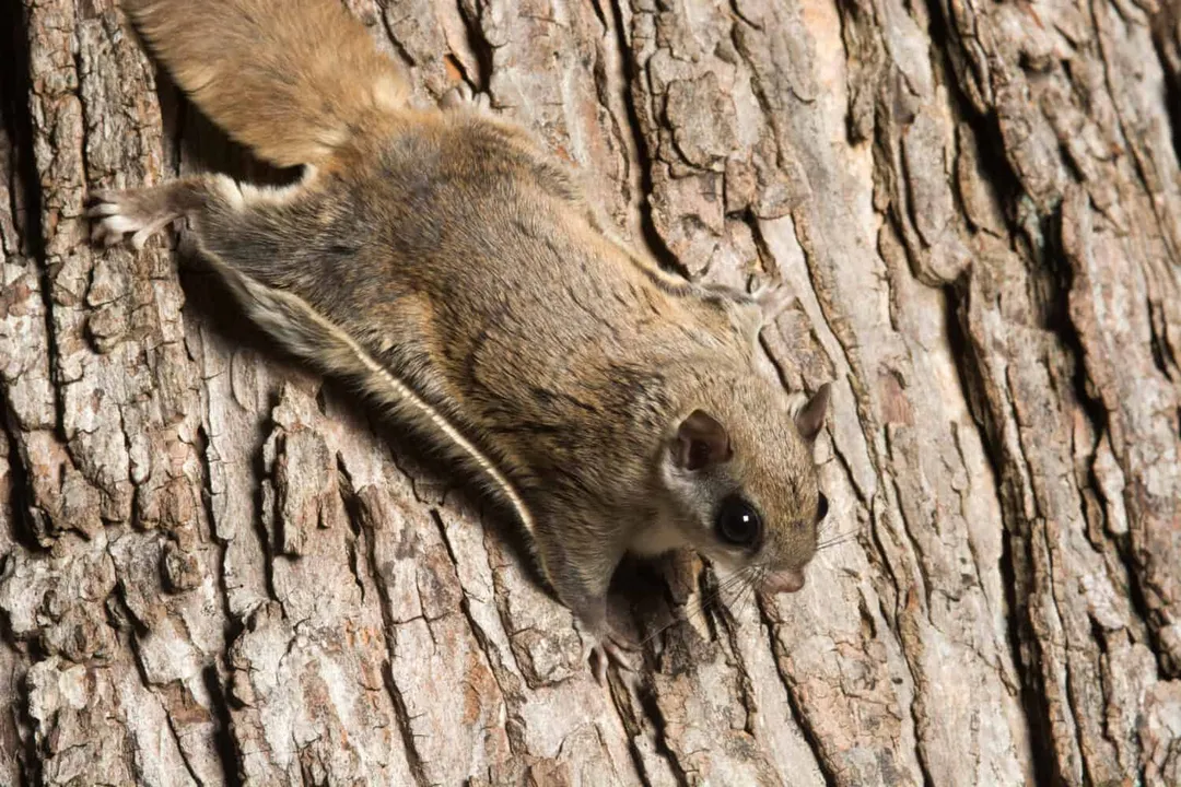 How fast can a flying squirrel glide?, Glide Distances