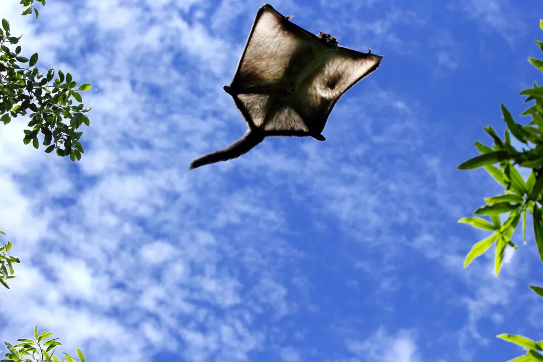 How fast can a flying squirrel glide?, Patagium Structure