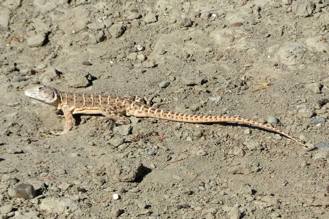 How fast can a leopard lizard run?