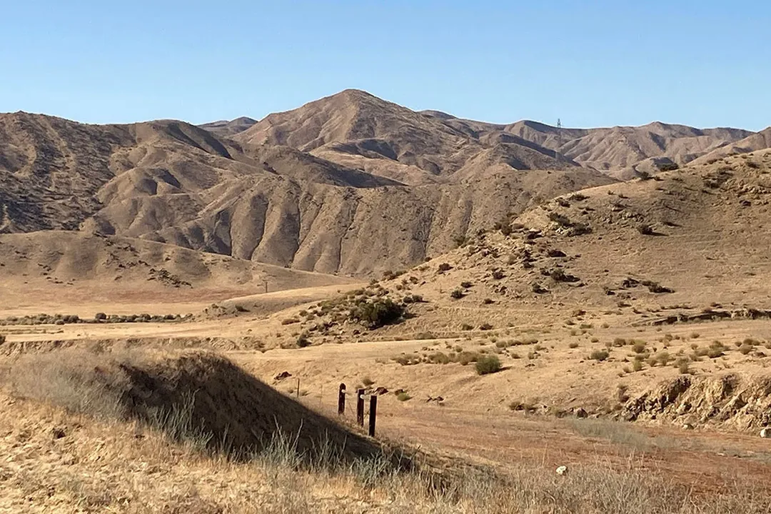 How fast can a leopard lizard run?, Species Identification